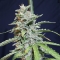Auto Super Watermelon